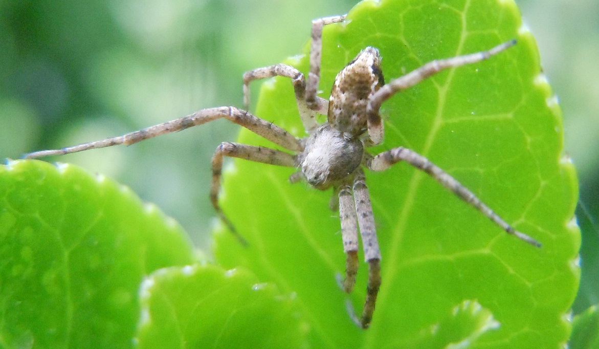 Philodromus sp. - Pozzuoli (NA)